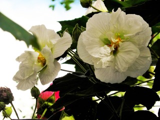 P7308307
