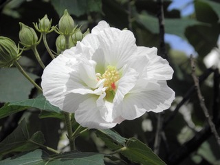 P7308313