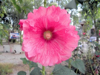 P8018383 (2)