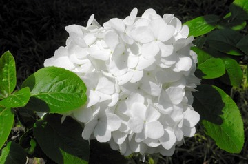 P4159043