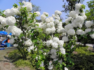 P4159051