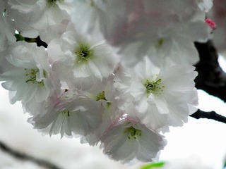 P3297236