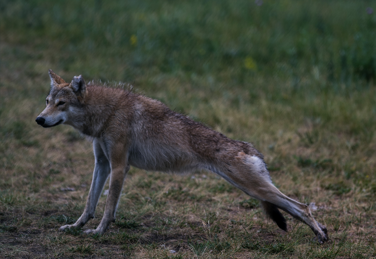 天边草原乌拉盖狼出没