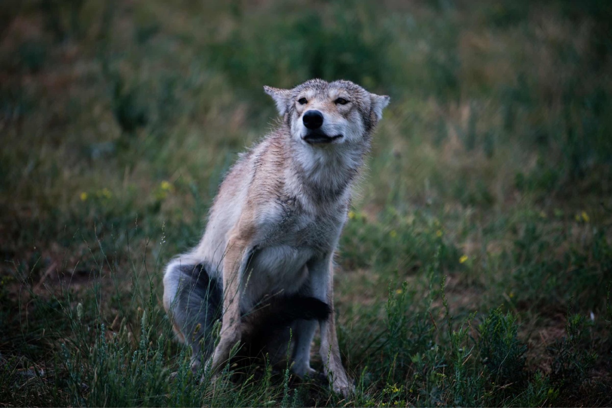 天边草原乌拉盖狼出没