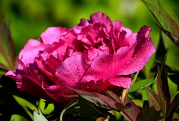 DSC_0062 (1)