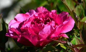 DSC_0063 (2)