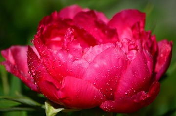 DSC_0013 (1)