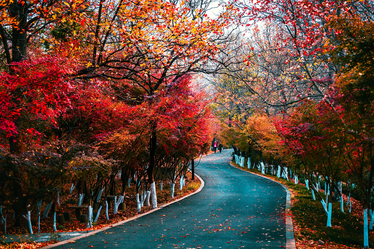 秋天是最美的季节让我们相遇在美丽的栖霞山共赏秋艳