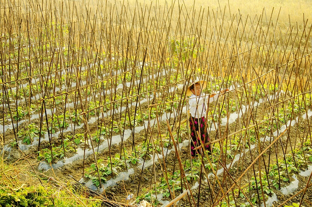 孟定，南叮河畔，傣族老米涛在地里编织豆架，让豆生长更好、