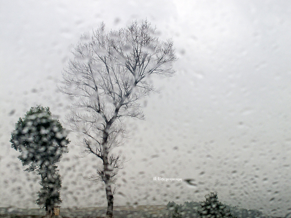 雨中的树