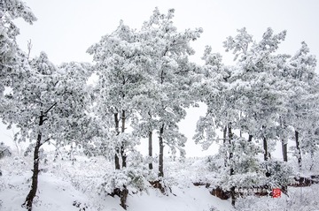 初雪
