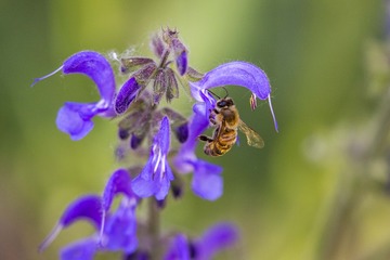_MG_8431(1)