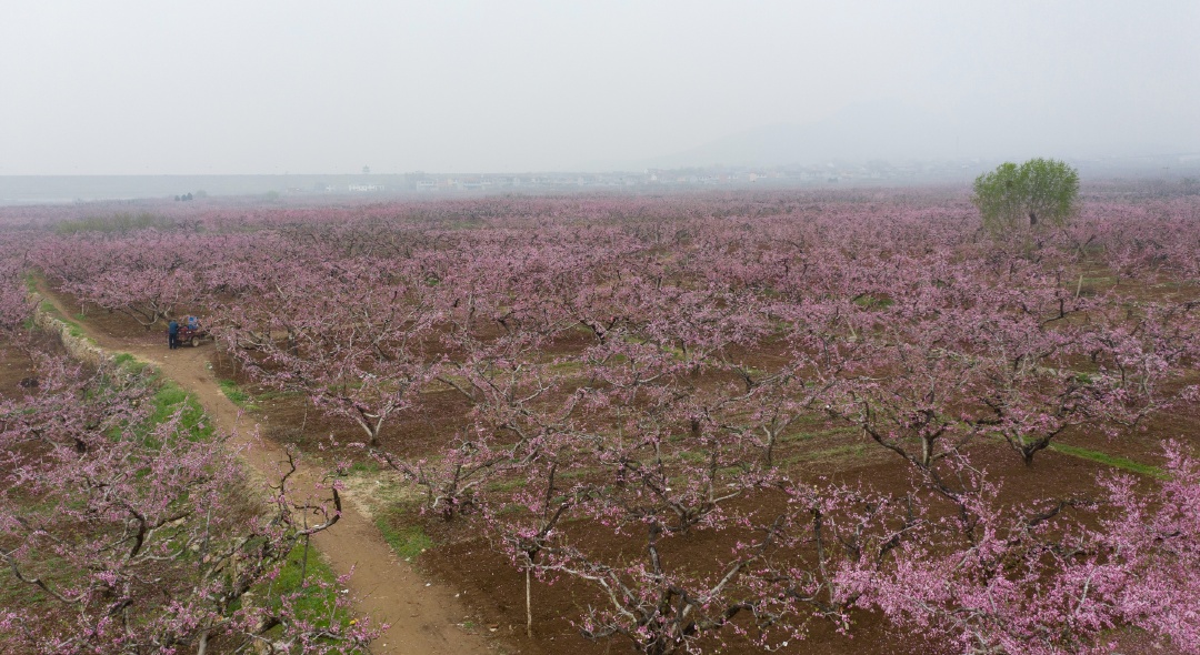 山东花卉种植基地地址