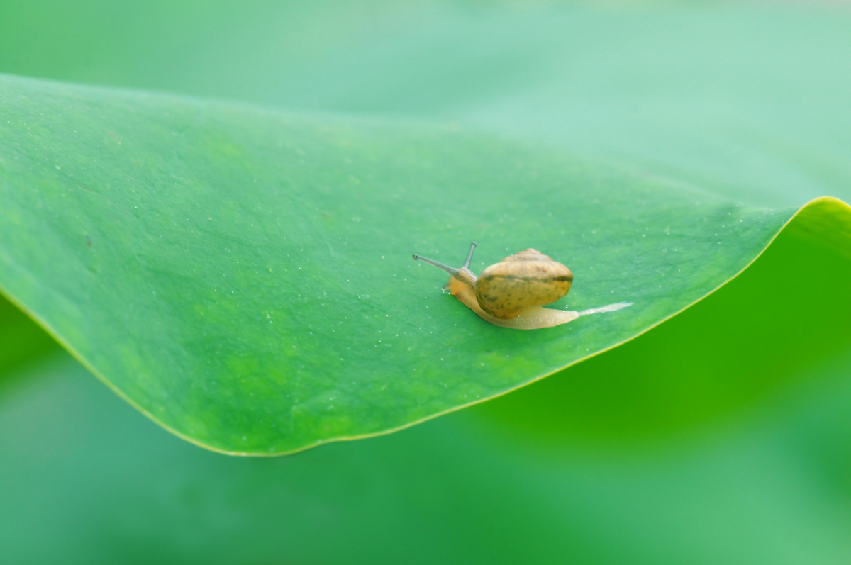 荷叶之上一只小蜗牛在自由爬行