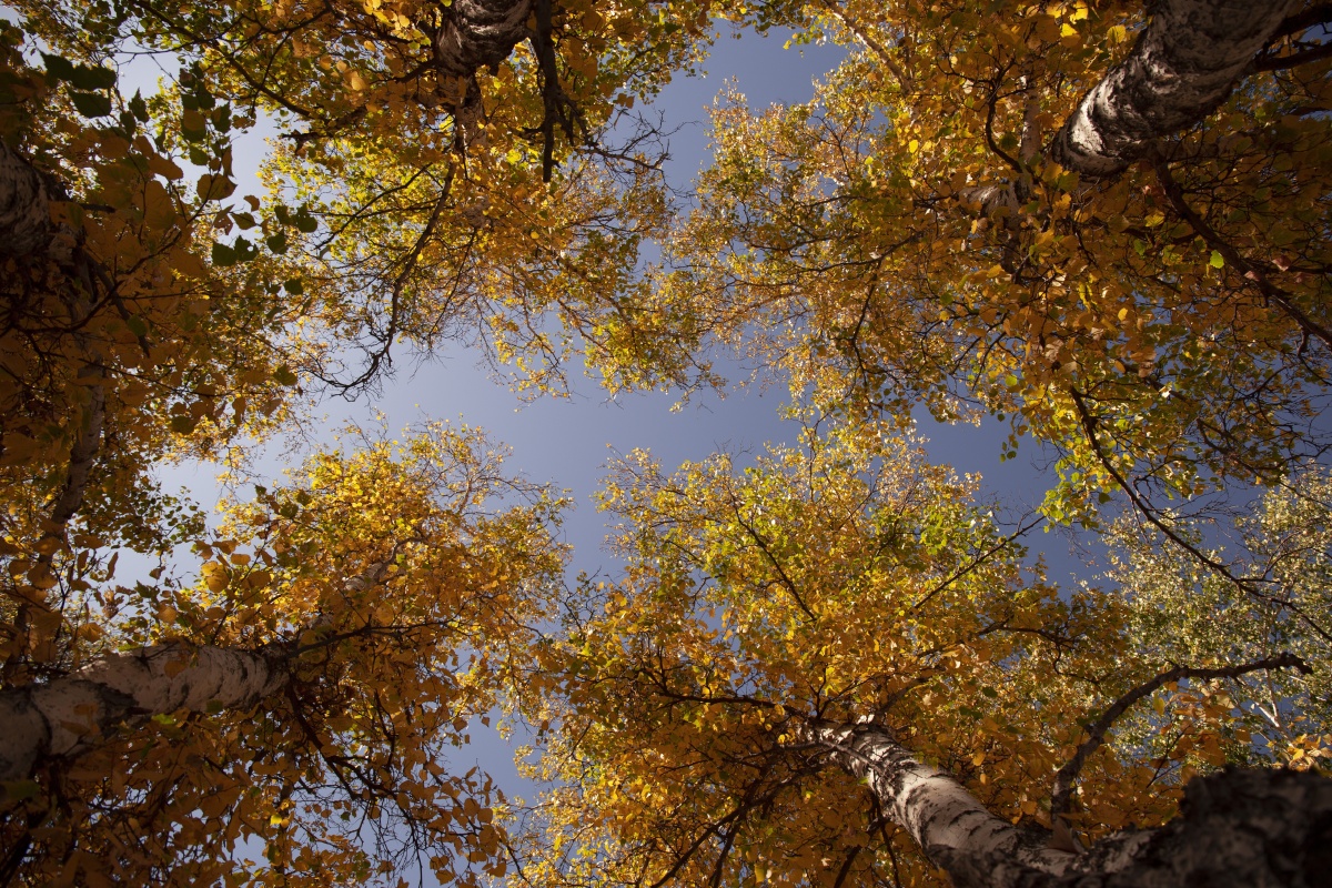 直到遇见你我才知道秋天是什么样子乌兰布统的白桦林