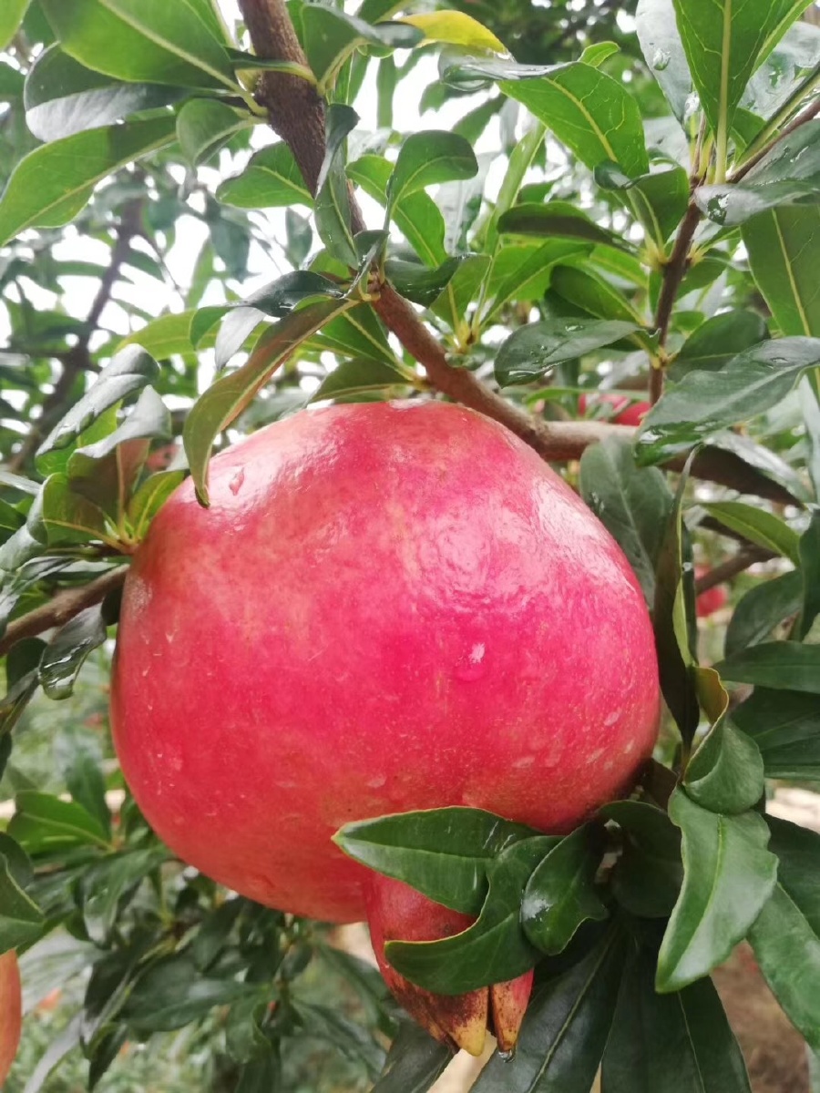 云南省建水特产酸甜石榴全国各地邮寄欢迎咨询