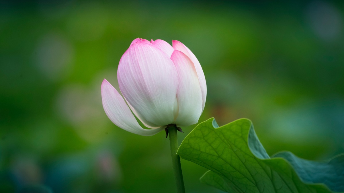 荷花被历代文人称为翠盖佳人不仅因为它具有色彩艳丽婀娜多姿的天然美