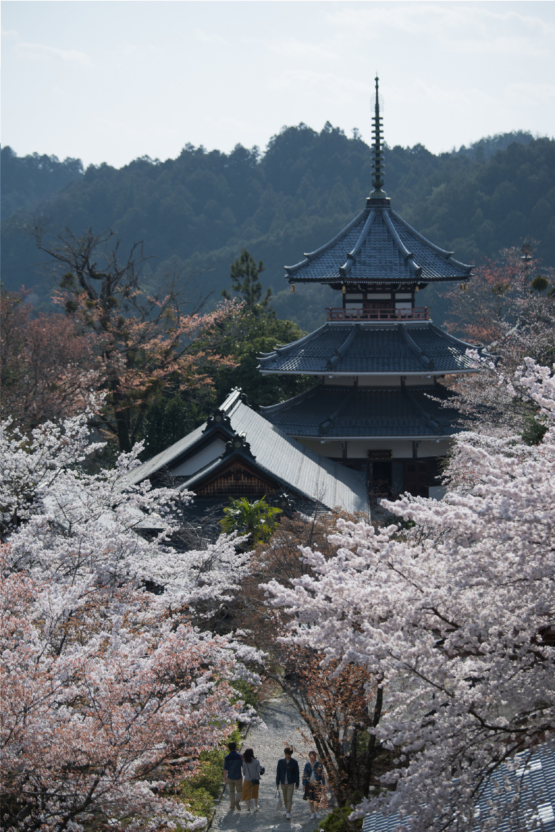 吉野山千本樱