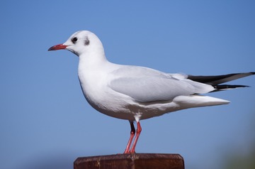 618166