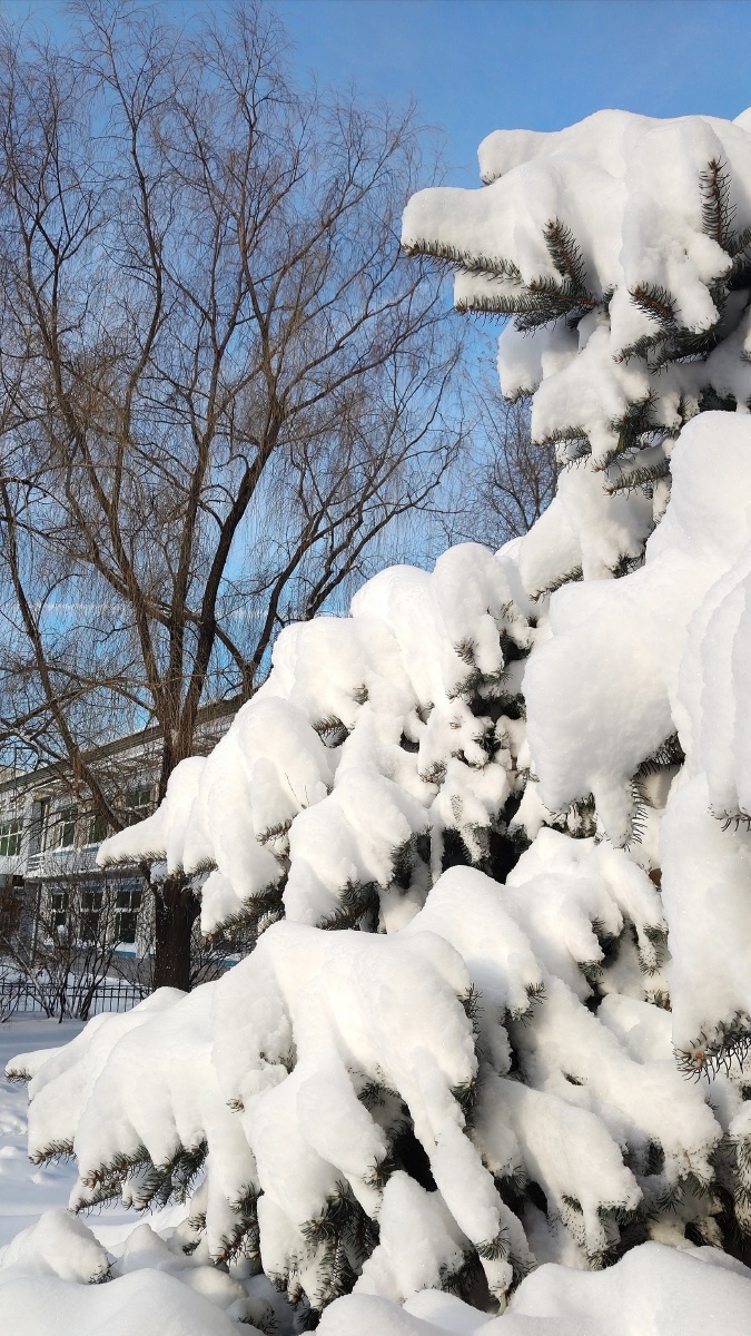 2020东北第一场雪