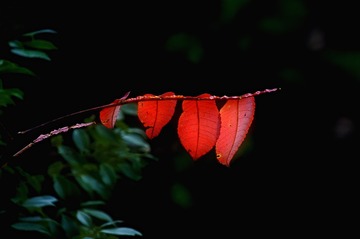 DSC_0181-1