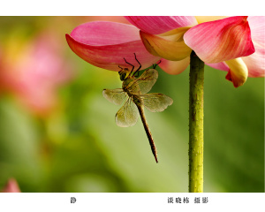 静
