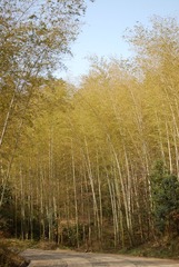 4970682