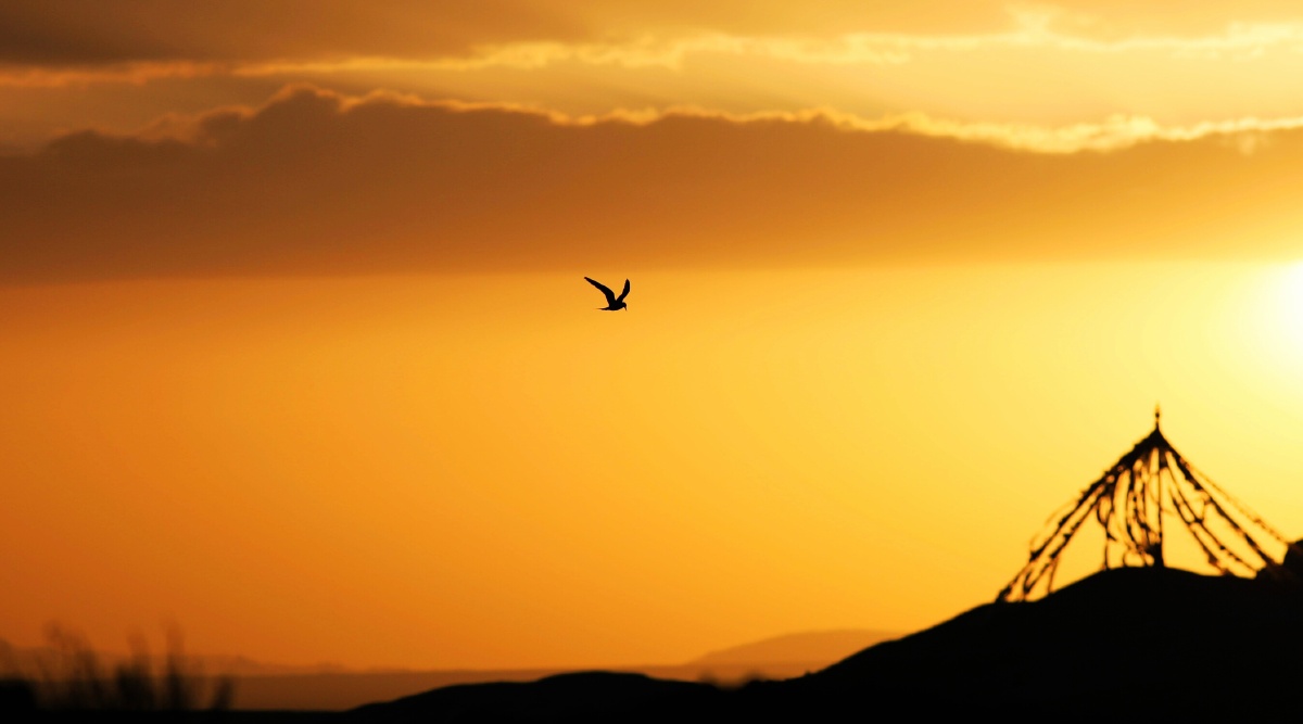 自由飞翔009关注