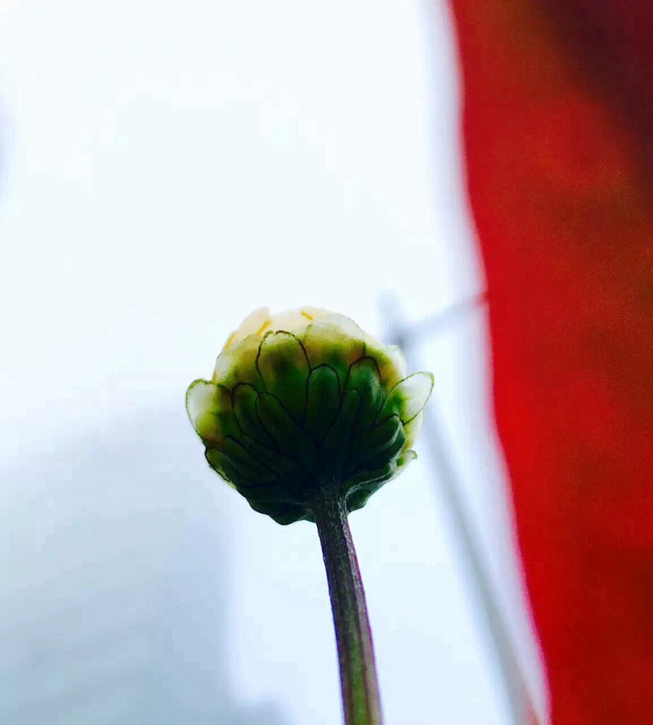 你说你是路边的小花<br />
我说你是鲜艳，是柔嫩 ，是喜悦<br />
你是渺小，你却伟岸<br />
你是沉默，你却喧嚣<br />
你是卑微，你却孤傲<br />
你在风中摇曳，在雾中迷茫<br />
你就是你，不一样的烟火