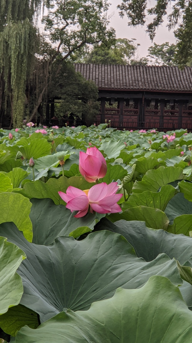 荷花成都新都桂湖公园7月7日上午