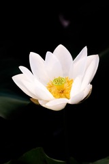 一样的花，不一样的表达