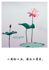 清风小荷