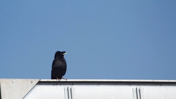 IMG_20160512_091129
