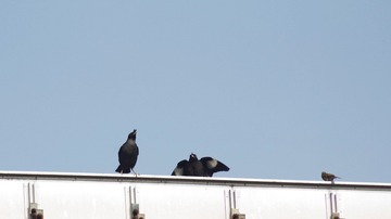 IMG_20160512_091728