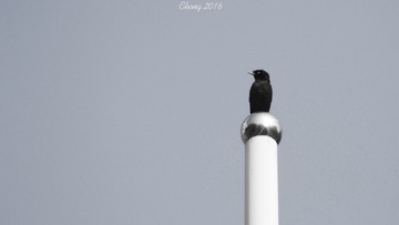 IMG_20160512_090732