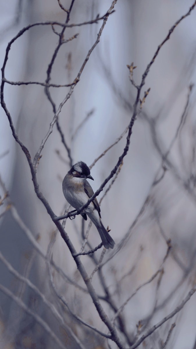 持此谢高鸟因之传远情