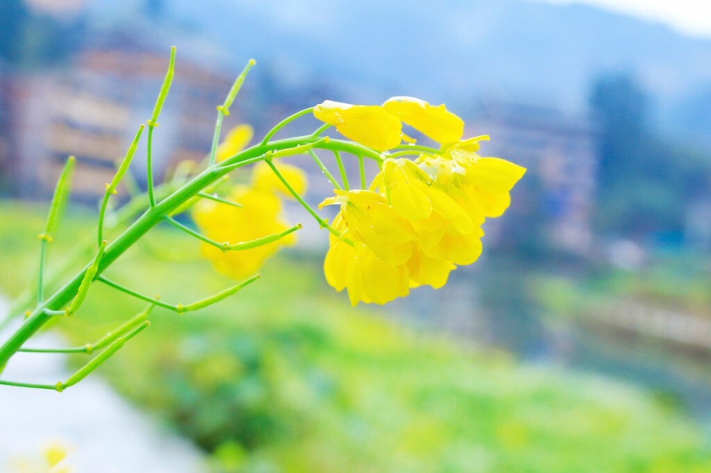 油菜花
