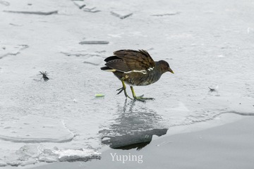 1129891