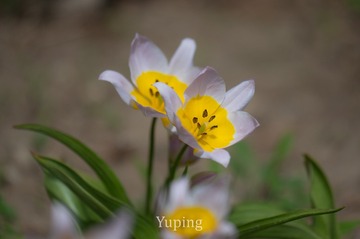 51726