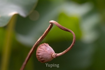 67713