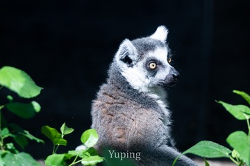 60260