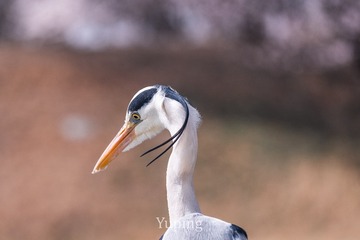 45651