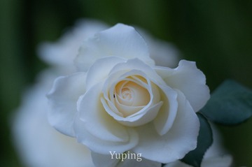 55130