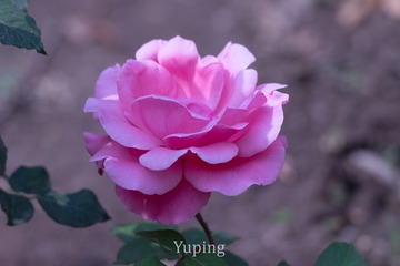 54467