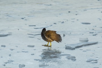 1129901