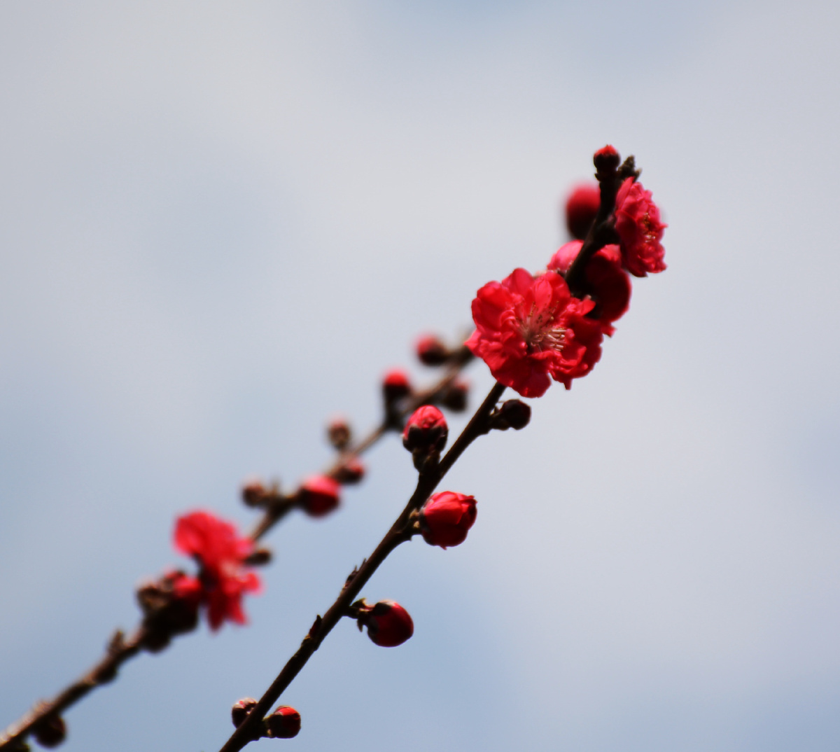 落日下的电塔.夏天梵净山上的雾将树的轮廓分明出来.