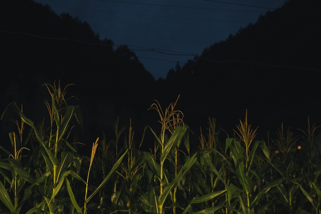 夜间玉米地，丹寨县，2017年7月