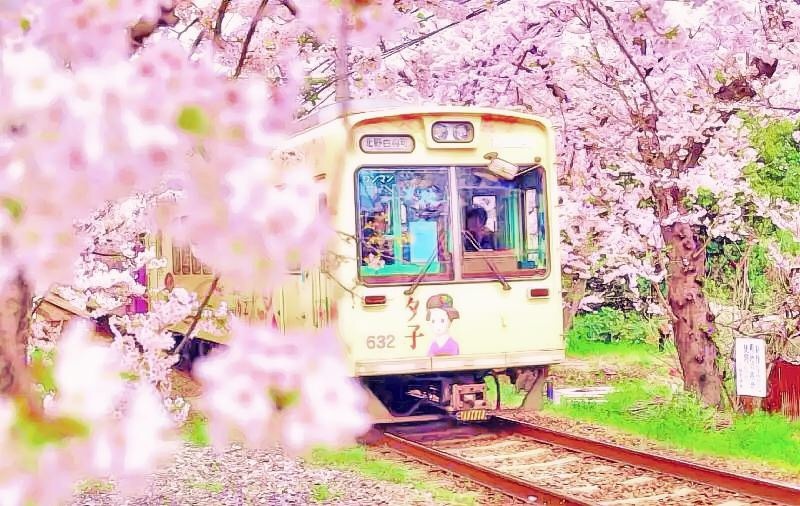 樱花?与电车?