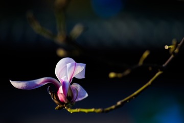 春来