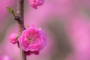 DSC_7480-1